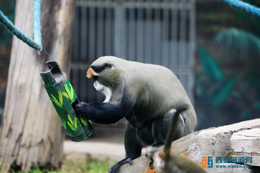 （转载）自制枯树爬梯、加装秋千爬绳……“动物家园装修工”让萌宝无忧待“疫”消