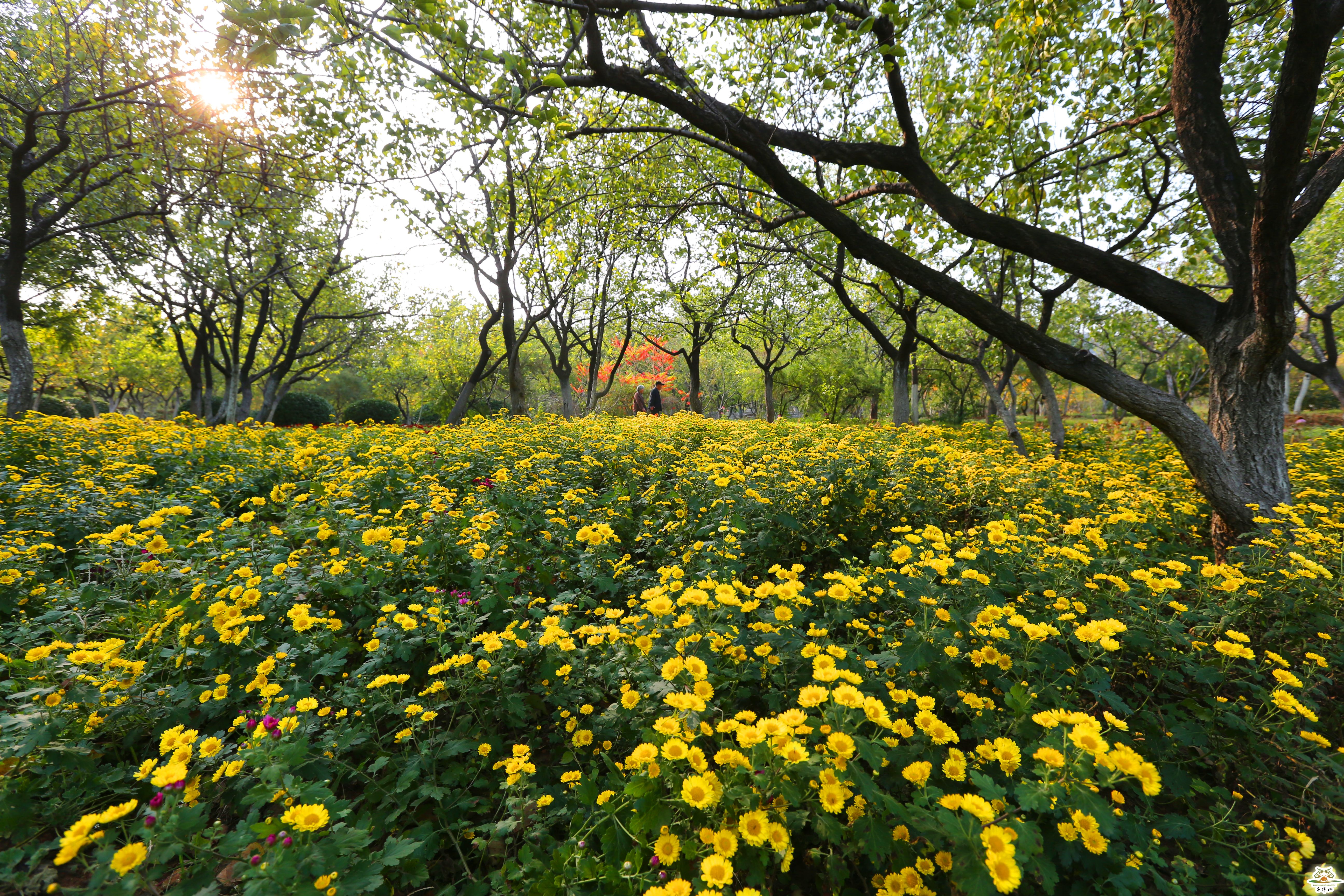 泉城濟南的另一標誌性景觀 從千佛山到佛慧山