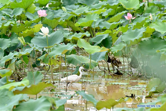 Bulaklak ng Lotus sa Fuzhou