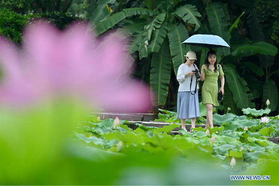 Bulaklak ng Lotus sa Fuzhou