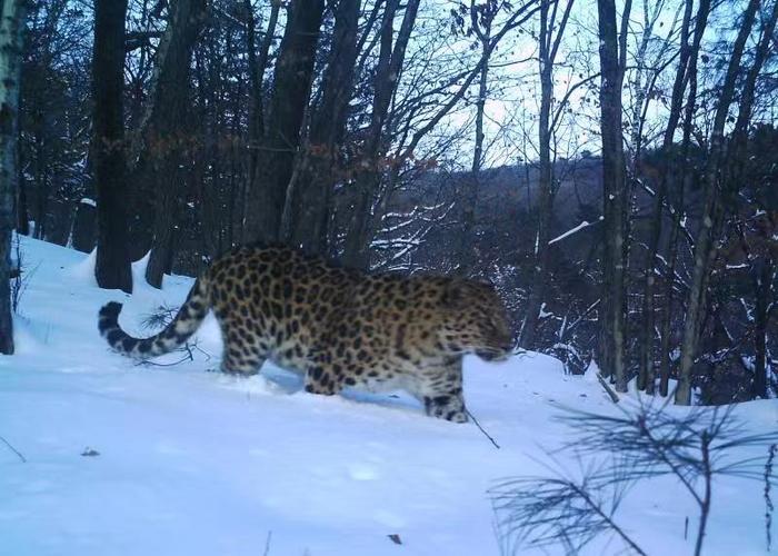 图片默认标题_fororder_东北虎豹国家公园