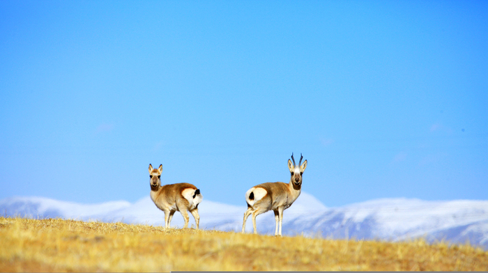 图片默认标题_fororder_三江源国家公园