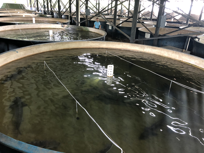 图片默认标题_fororder_水电站珍惜特有鱼类增殖放流站繁育的鱼群