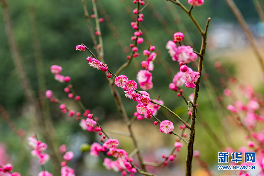 【城市遠洋帶圖】重慶沙坪壩：寒冬春意 “紅岩”上紅梅開