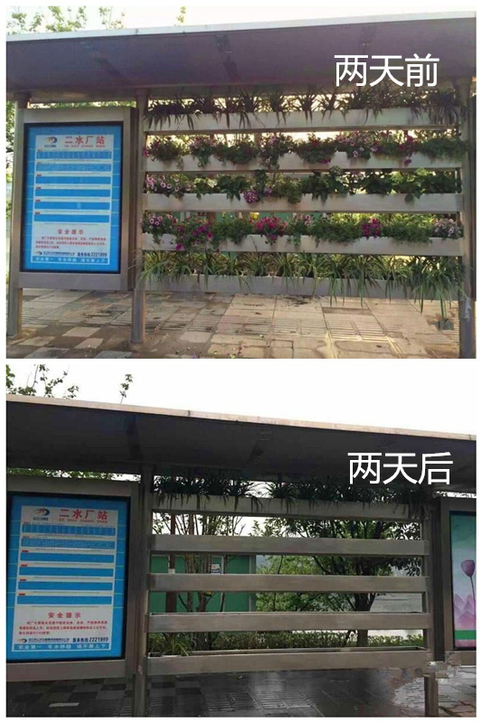 四川内江首现园林式公交站台 两天后绿植被偷光