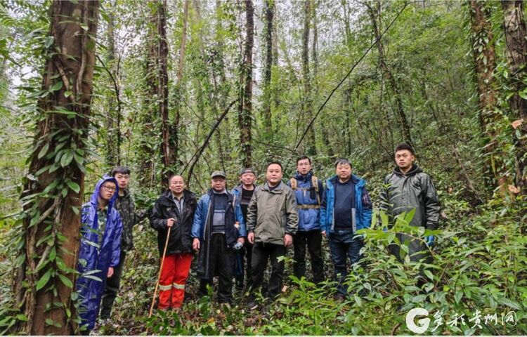 （中首）贵州首个森林生态系统大样地生物多样性调查在茂兰开启