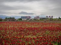 图片默认标题_fororder_CqgNOlwKSMSAIzLSAAAAAAAAAAA057.850x638