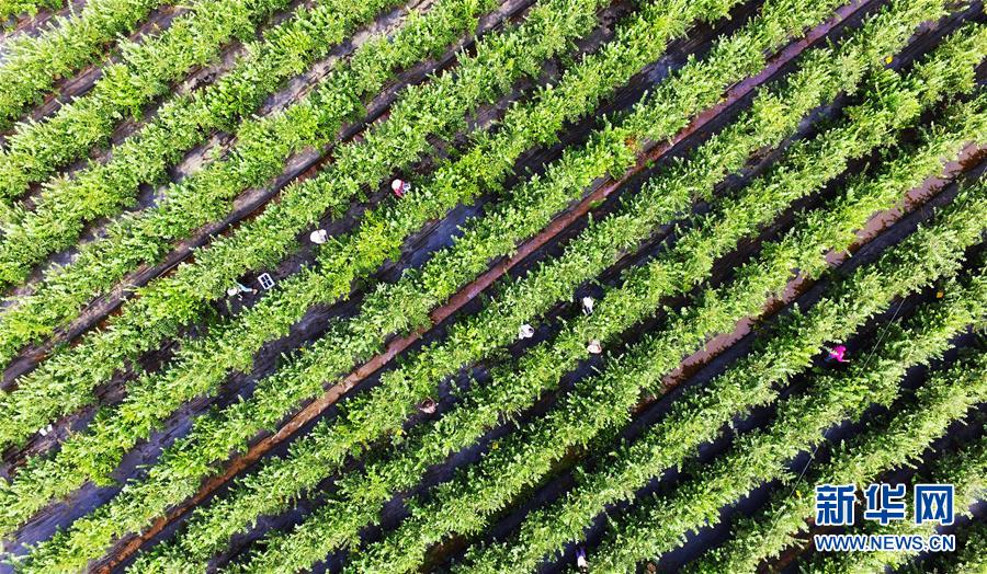 重庆南川：蓝莓产业助力乡村振兴