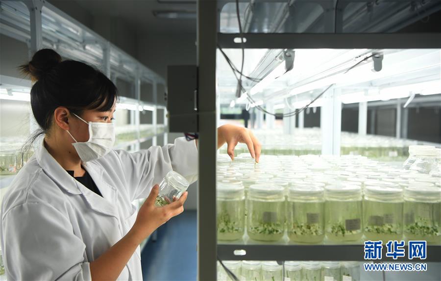 重庆南川：蓝莓产业助力乡村振兴