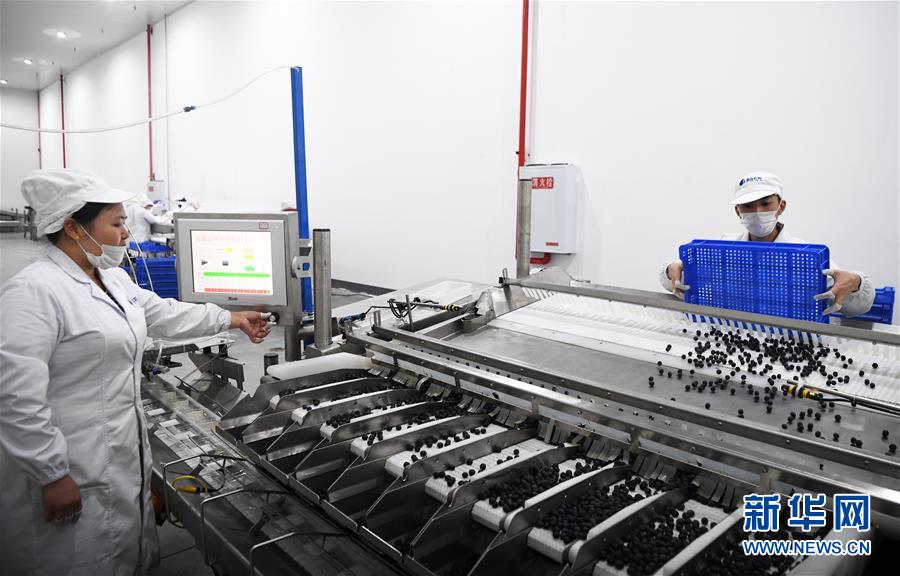 重庆南川：蓝莓产业助力乡村振兴