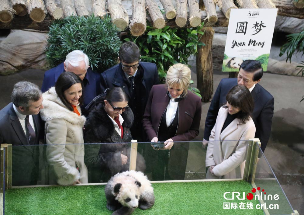 首只在法诞生的熊猫宝宝被命名为圆梦法国第一夫人出席揭幕命名仪式