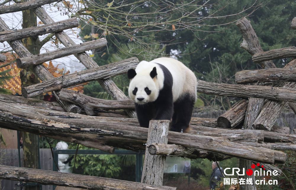 首只在法诞生的熊猫宝宝被命名为"圆梦" 法国第一夫人出席揭幕命名