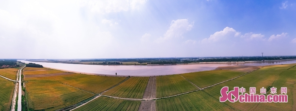 麦收时节，空中看济南黄河滩边别样美景