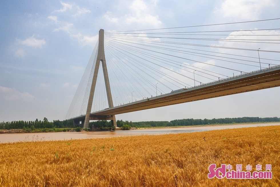 麦收时节，空中看济南黄河滩边别样美景