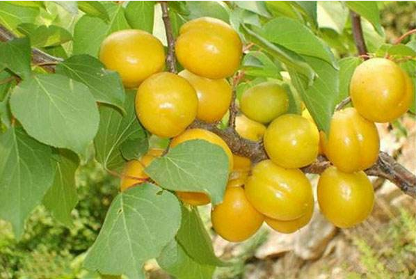 南山独特水土滋养出的珍珠油杏甜过初恋