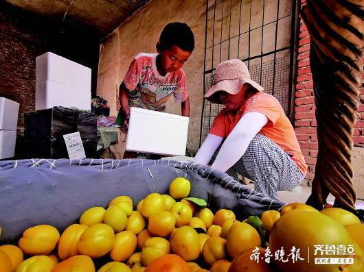 南山独特水土滋养出的珍珠油杏甜过初恋