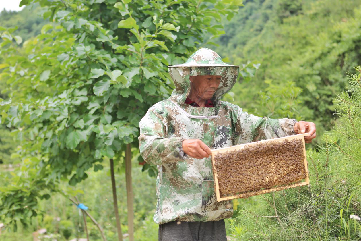 漢中勉縣定軍山鎮：“甜蜜事業”助農增收