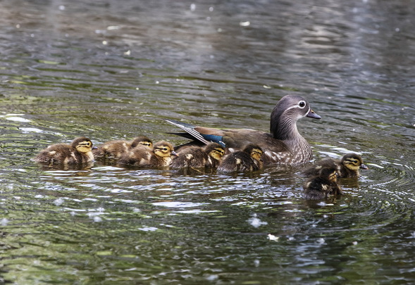 首批鸳鸯宝宝跳巢了！可是……
