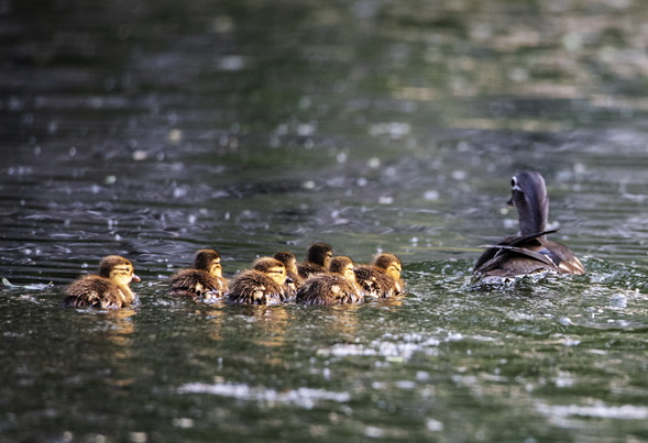 首批鸳鸯宝宝跳巢了！可是……