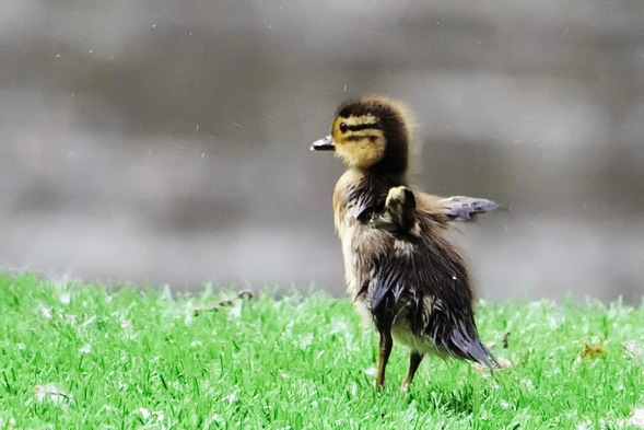首批鸳鸯宝宝跳巢了！可是……
