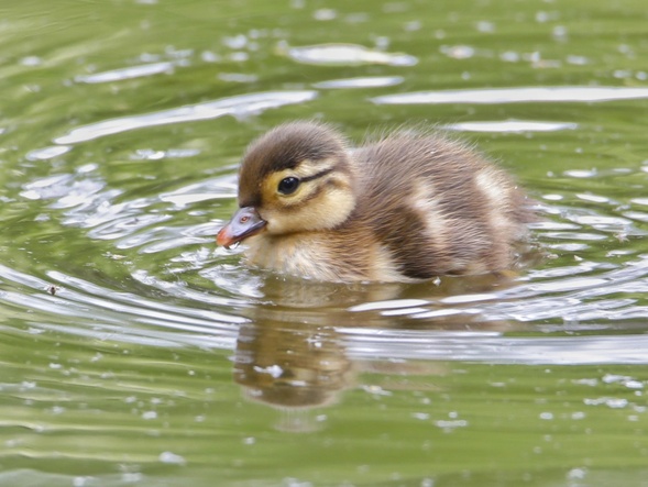 首批鸳鸯宝宝跳巢了！可是……