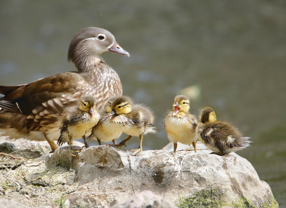 首批鸳鸯宝宝跳巢了！可是……