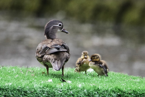 首批鸳鸯宝宝跳巢了！可是……