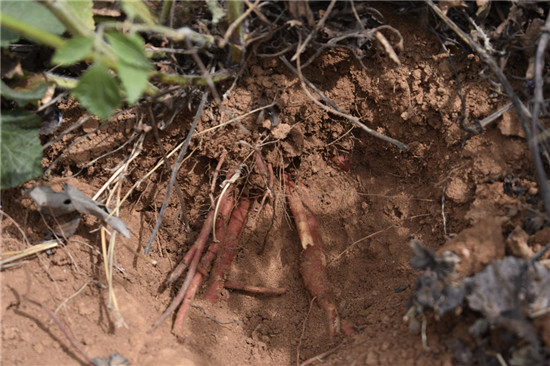【B】河南省汝州市夏店镇甄窑村：脱贫路上药草香