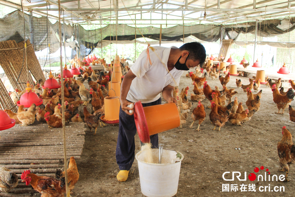 【A】廣西大化：發展七百弄雞養殖産業助脫貧