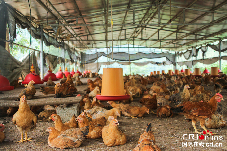 【A】廣西大化：發展七百弄雞養殖産業助脫貧