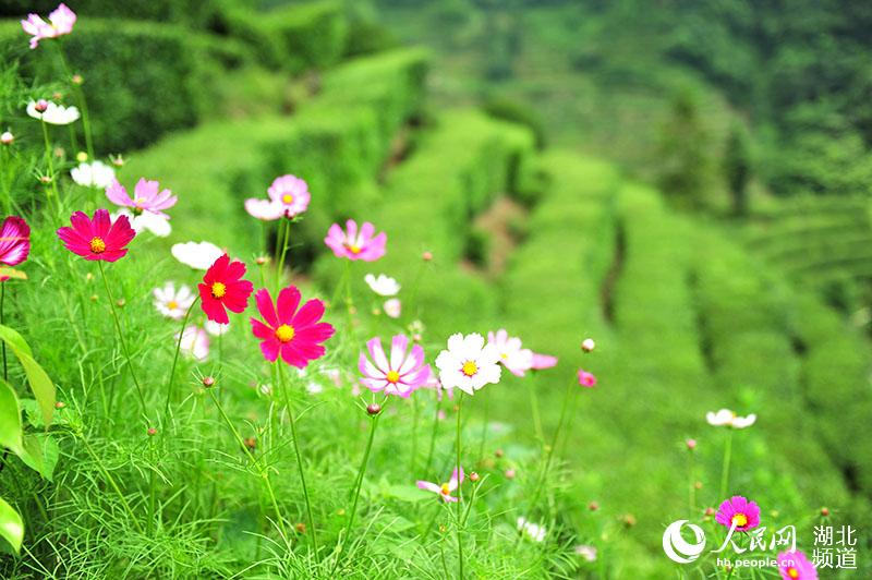 夏日茶乡风景美