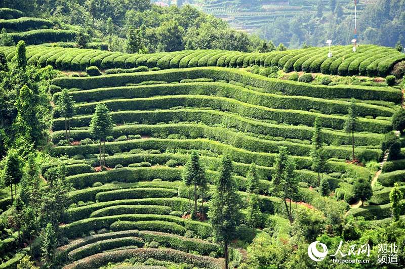 夏日茶乡风景美