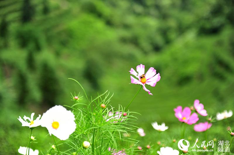 夏日茶乡风景美