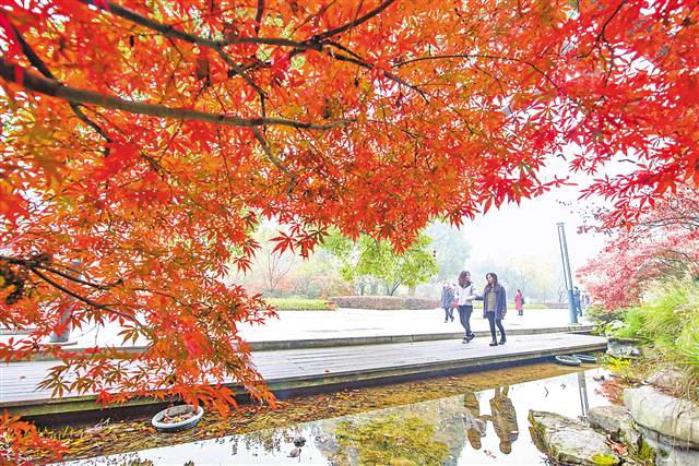 重庆南山植物园红叶斑斓