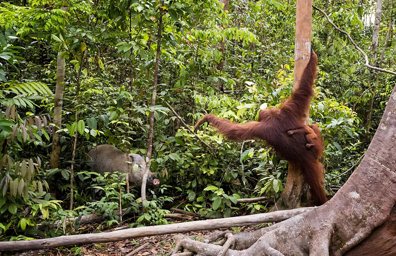 东南亚母猩猩挥树枝保护幼崽吓退野猪