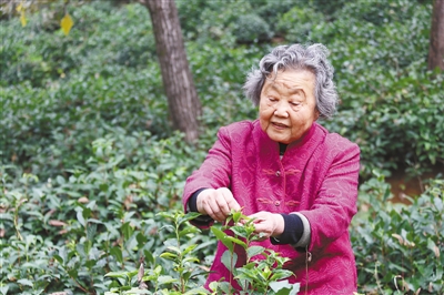 執著于“南茶北移”六十載 張淑珍——上山下田 商南茶香