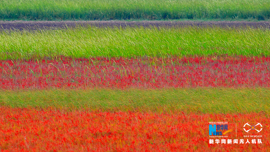 航拍麋鹿与彩色湿地 爱上江苏国家级自然保护区