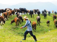 【财经】【即时快讯】七坊镇的致富牛  摘要：据介绍，自去年来，白沙黎族自治县七坊镇根据当地优势大力发展养牛产业，镇政府引进企业联手推动扶贫攻坚工作。