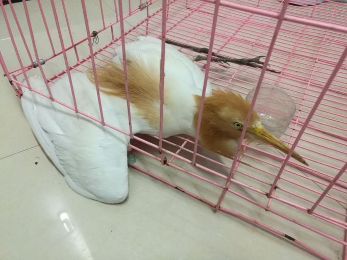 臨潼：父子倆合力救助受傷國家三有保護動物牛背鷺