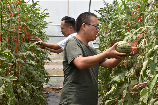 【B】河南省汝州市：果蔬經濟助推集體經濟發展