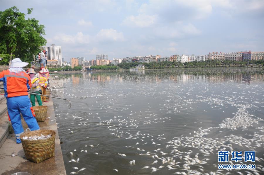 海口红城湖打捞35吨死青鳞鱼