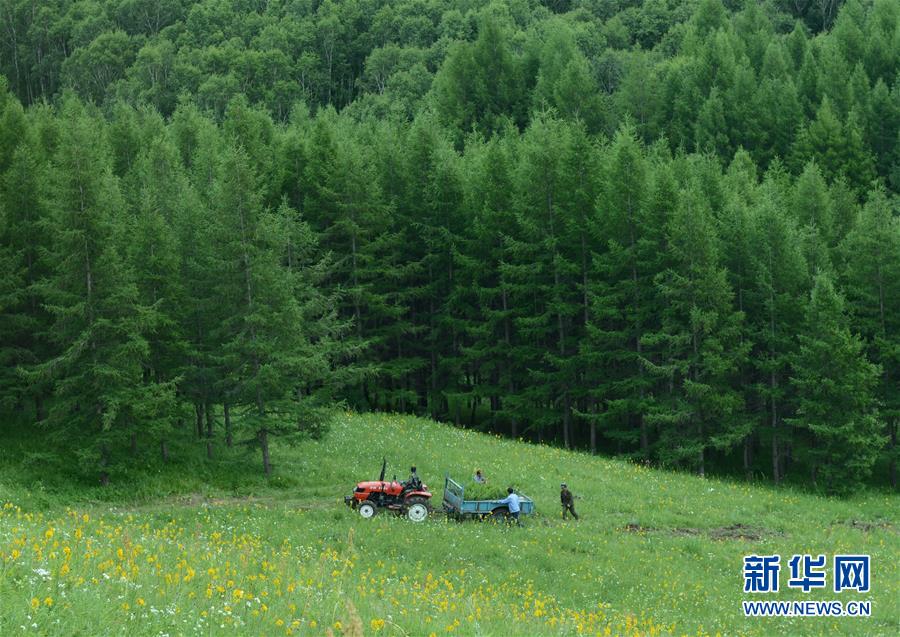 塞罕坝林场建设者获联合国“地球卫士奖”