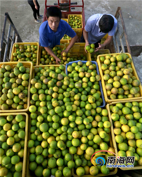 【食品農業圖文列表】【及時快訊】瓊中綠橙豐收季 採摘加工忙