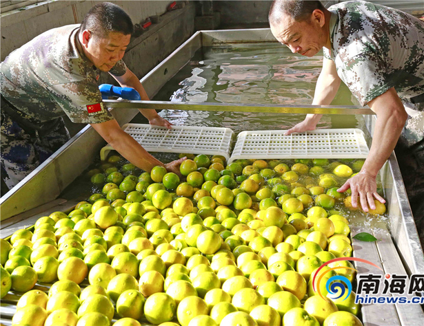 【食品農業圖文列表】【及時快訊】瓊中綠橙豐收季 採摘加工忙