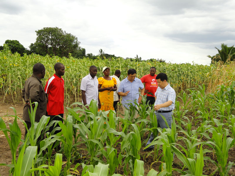 2012年5月，在坦桑尼亚莫罗戈罗大区佩雅佩雅村，中国国际扶贫中心专家团队查看“中国-坦桑尼亚村级减贫学习中心”项目农户的示范田。（中华人民共和国外交部）