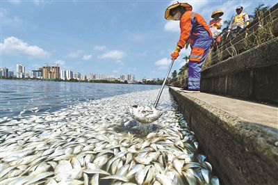 海口红城湖35吨鱼类死亡 官方:因湖水盐度过低