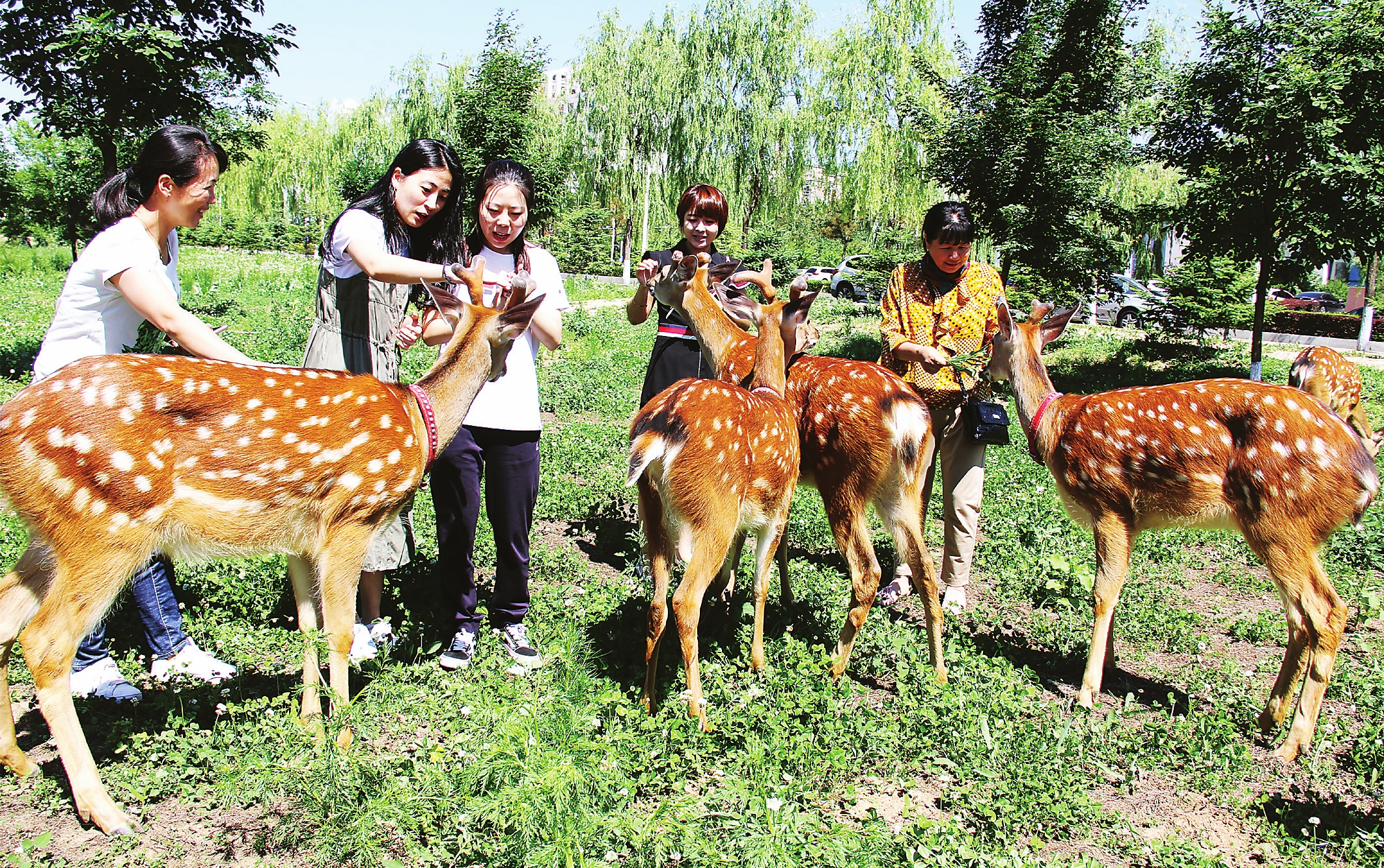 辽源市东丰县：鹿乡秀美 人鹿和谐