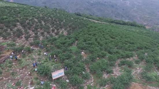 貴州關嶺：大石山裏種花椒 村民有了“搖錢樹”