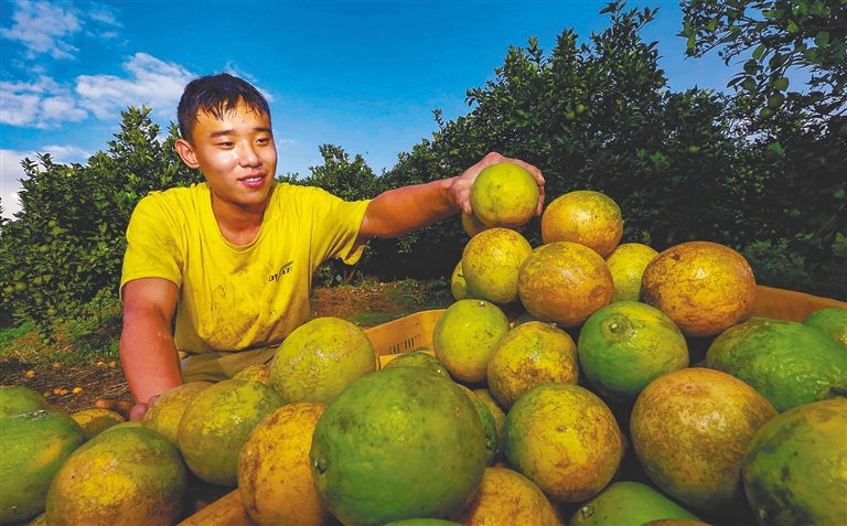 【焦点图】【即时快讯】琼中：绿橙丰收季 采摘加工忙