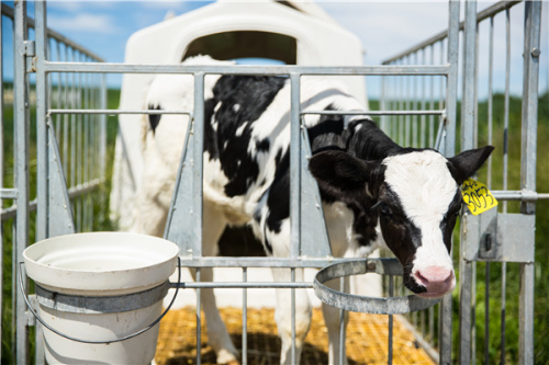 郑俊怀:推进红星森林有机牧场游,让“林海雪原”鲜活起来